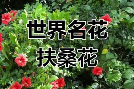 扶桑花与风水 扶桑花与风水有关吗