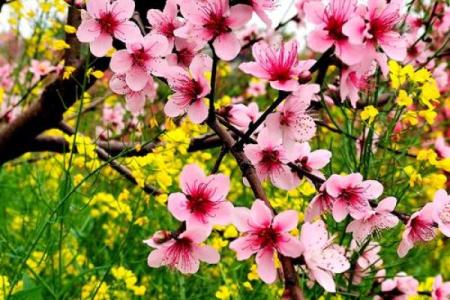 【测试】春天到了，你的桃花会开吗？