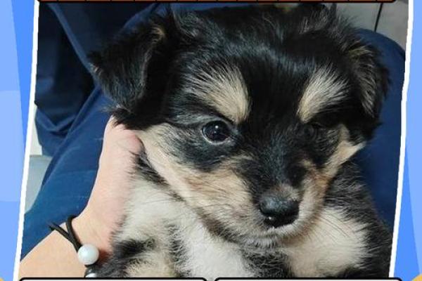 下午出生的属狗男孩取什么名，宜用什么字姓名