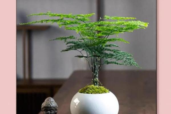 风水价值，为啥家里不能养文竹