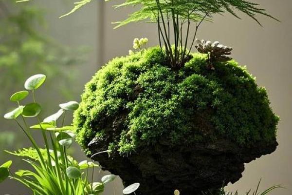 风水价值，为啥家里不能养文竹