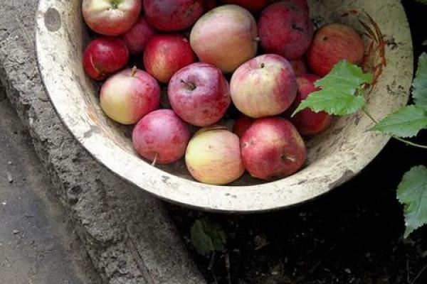 梦到给孩子算命命不好