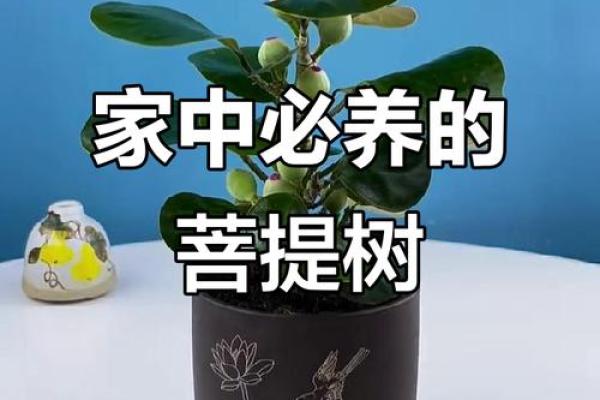 菩提树与家的风水