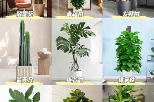 风水五行缺土怎么补土最旺摆放植物可以吗 风水五行缺土怎么补土最旺摆放植物可以吗
