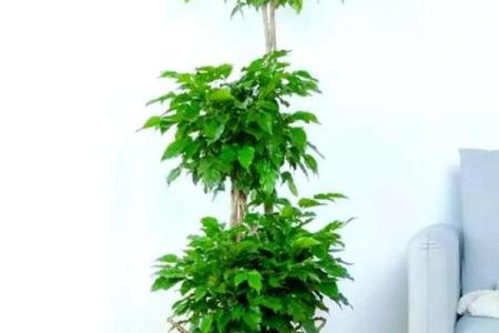 风水五行缺土怎么补土最旺摆放植物可以吗