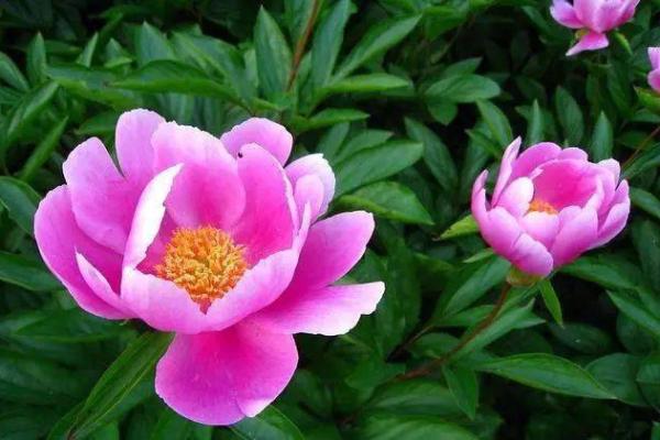 12星座女卖男友价格公布不还价！！