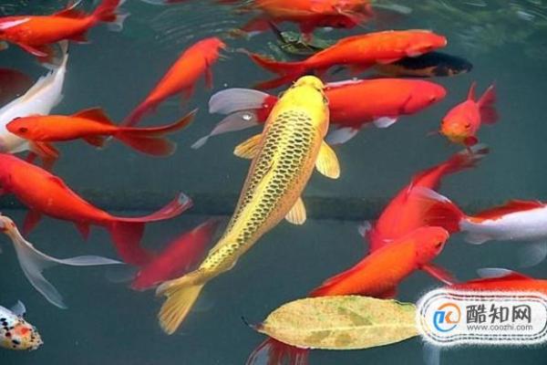 养风水锦数量 养风水锦数量