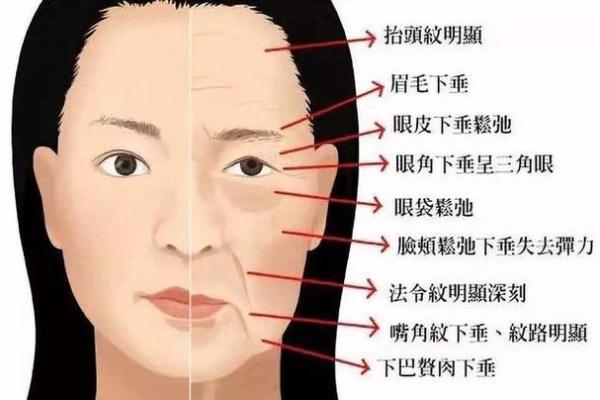 面部衰老八字图 面部衰老八字图