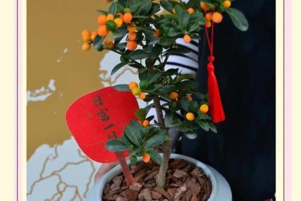 家里种金桔不吉利吗风水观点 家里种金桔不吉利吗风水观点