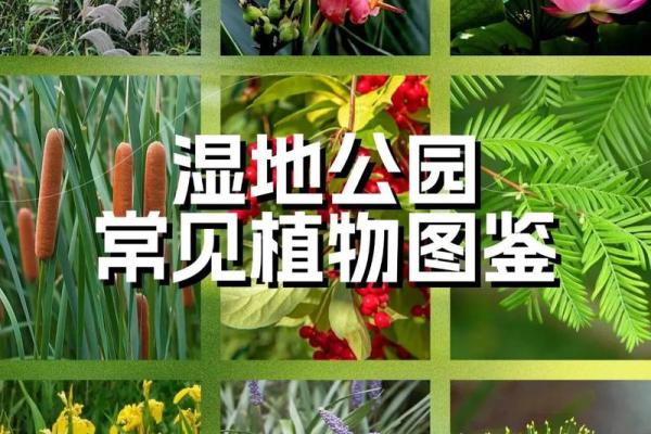 芦苇风水讲解 芦苇风水讲解