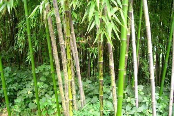 湘妃竹风水 湘妃竹风水