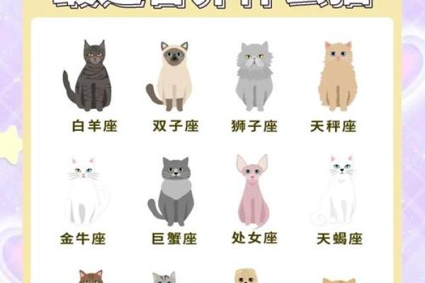 布偶猫适合什么星座养
