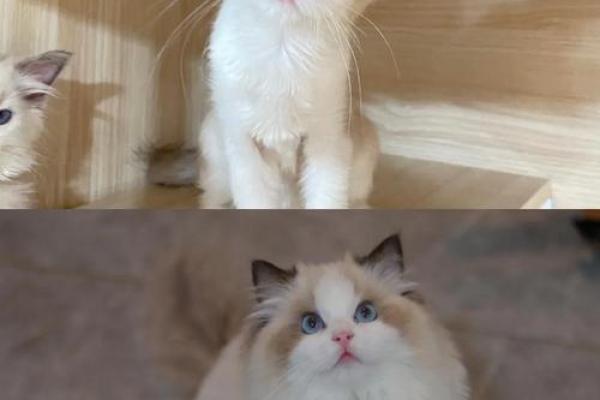 布偶猫适合什么星座养