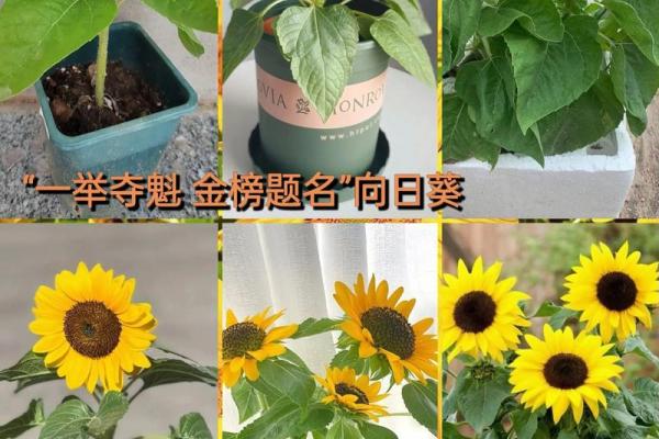 3月5日生日花语：绿菟葵，3月5日是什么星座？