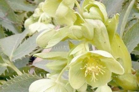 3月5日生日花语：绿菟葵，3月5日是什么星座？