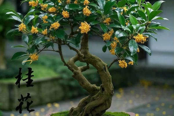 庭院种什么树风水好又旺财旺宅 庭院种什么树风水好又旺财旺宅