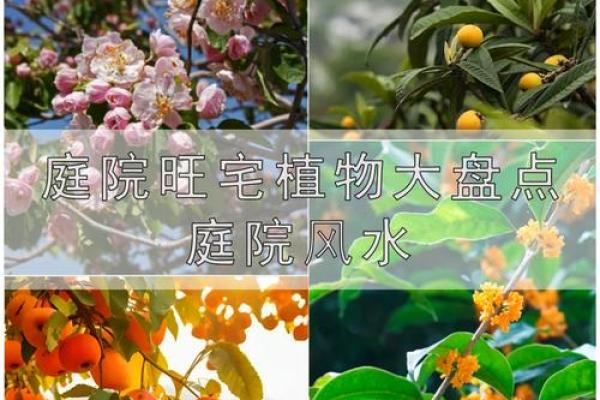 庭院种什么树风水好又旺财旺宅 庭院种什么树风水好又旺财旺宅