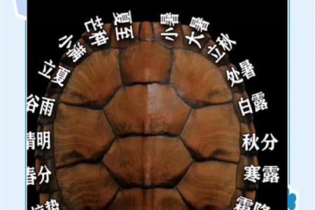 抽签算命占卜每日一占,六爻龟壳每日一卦