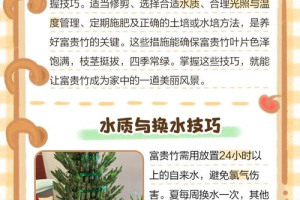 风水上富贵竹养多少颗比较旺财 风水上富贵竹养多少颗比较旺财