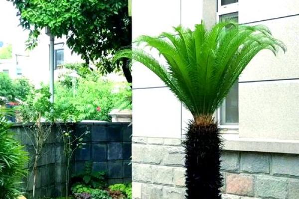 园林风水_家居养花有哪些禁忌 园林风水_家居养花有哪些禁忌