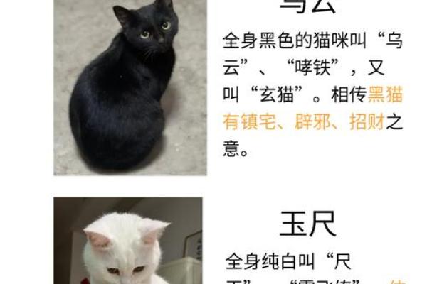 风水猫不请自来兆头寓意什么