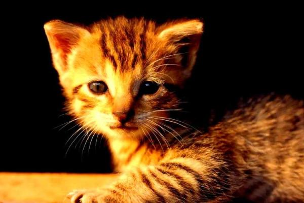 风水猫不请自来兆头寓意什么