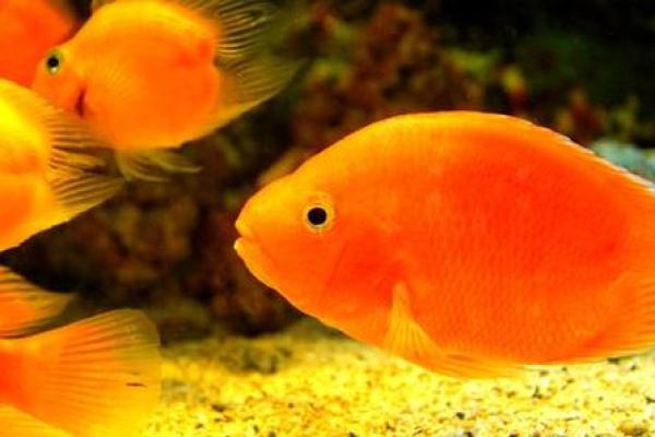 风水角度鱼从鱼缸里跳出来有什么寓意预兆