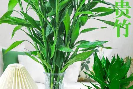 风水上富贵竹养多少颗比较旺财