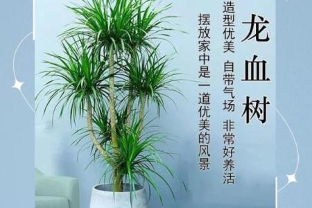 龙血树的寓意与风水作用