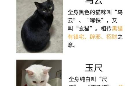 风水猫不请自来兆头寓意什么