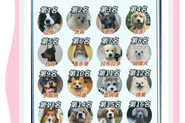 怎么知道狗狗是什么星座的