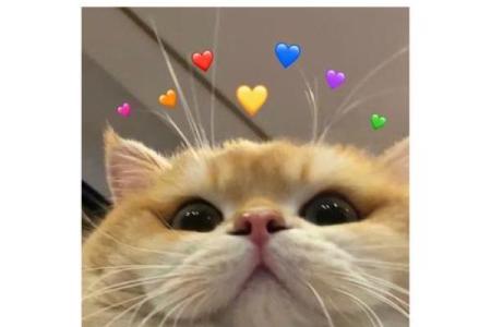 狮子座男偏爱什么星座女生 与狮子男交往的大忌