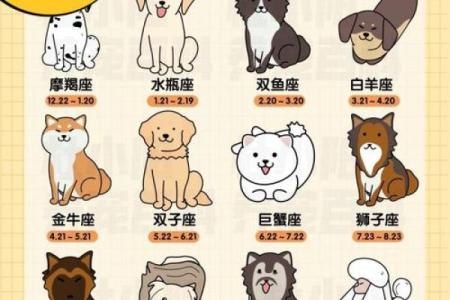 什么星座最适合泰迪狗