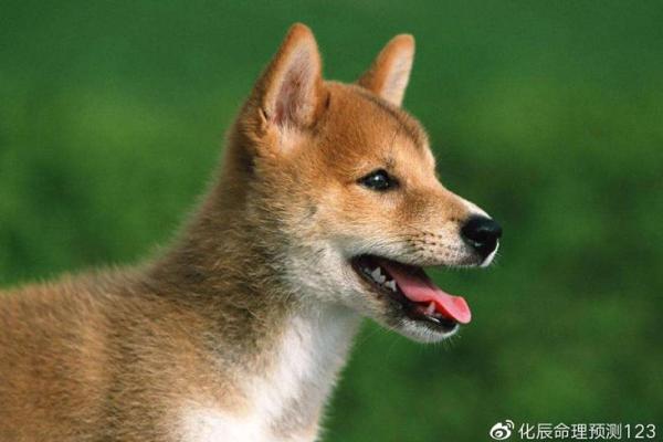 右眼睛下面长白毛算命