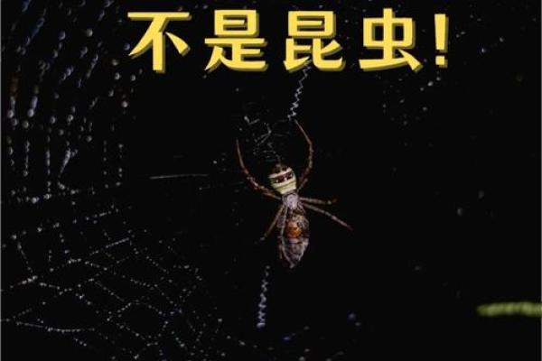 12星座的男生最害怕哪种昆虫