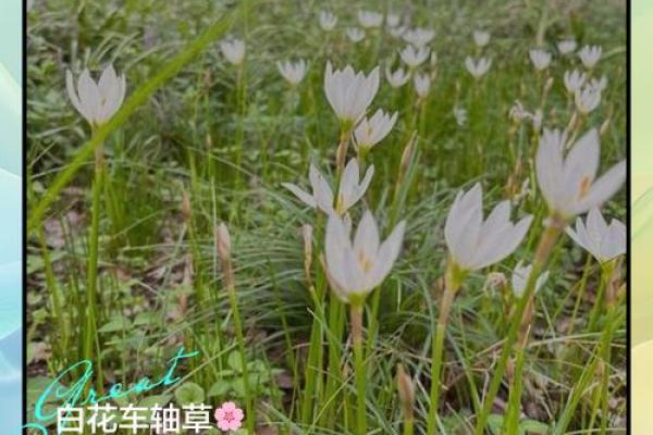 算命说的白花