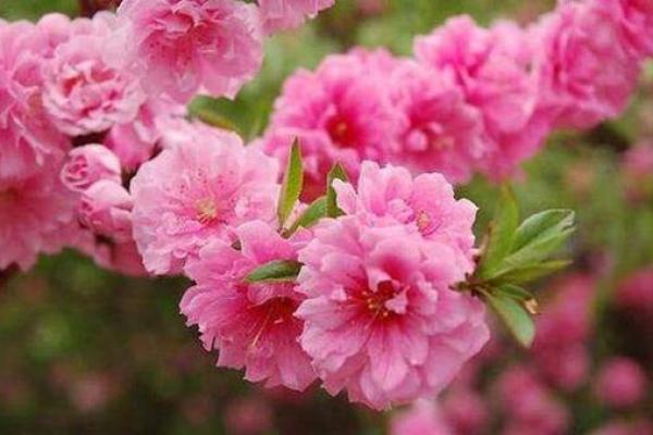 八字中有哪些的桃花魅力最大呢 八字中有哪些的桃花魅力最大呢